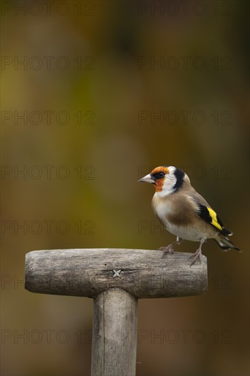 European goldfinch (Carduelis carduelis) adult bird on a garden fork handle, Suffolk, England, United Kingdom, Europe