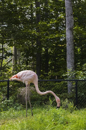 Pink Flamingo (Phoenicopterus ruber) in captivity, Quebec, Canada, North America