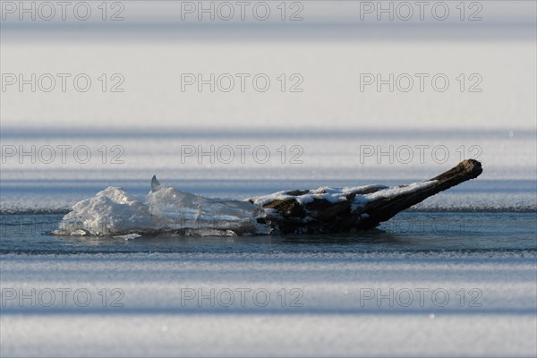 Dead wood trapped in the ice in the swamps. Bas-Rhin, Alsace, Grand Est, France, Europe
