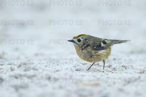 Goldcrest, Heligoland