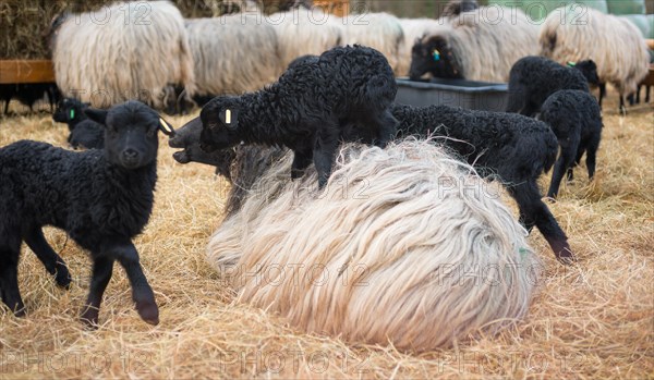 Grey horned Heidschnucken (Ovis gmelini aries) or Lueneburger Heidschnucken, flock in a stable with straw floor, newborn lambs with black fur playing, one standing on ewe with dark head and long fur, several other animals in the background, romping, climbing, symbolic image: patience, burden, mother, love, Schnucken stable Amelinghausen, Lueneburg Heath nature park Park, Lower Saxony, Germany, Europe