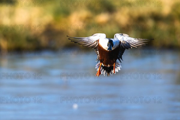 Northern Shoveler, Spatula clypeata, male in flight over marshes