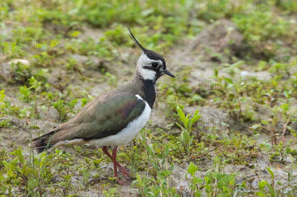 Lapwing