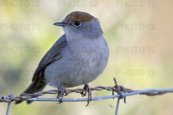 Blackcap