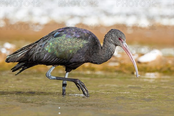 Puna Ibis