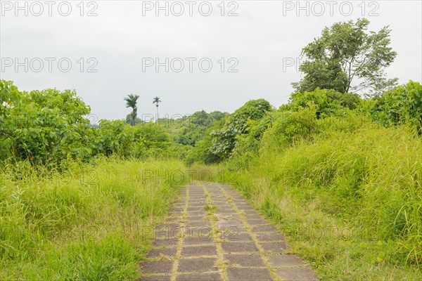 Campuhan ridge walk, Bali, Indonesia, track on the hill with grass, large trees, jungle and rice fields. Travel, tropical, Ubud, Asia