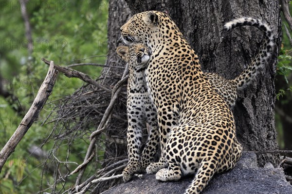 Leopard (Panthera pardus), adult with young, observed, social behaviour, Sabi Sand Game Reserve, Kruger NP, Kruger National Park, South Africa, Africa