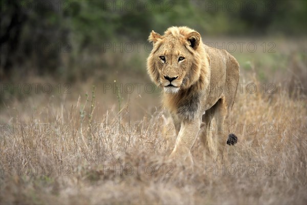 Lion (Panthera leo), adult, male, stalking, vigilant, Sabi Sand Game Reserve, Kruger National Park, Kruger National Park, South Africa, Africa