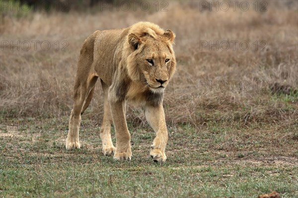 Lion (Panthera leo), adult, male, stalking, vigilant, Sabi Sand Game Reserve, Kruger National Park, Kruger National Park, South Africa, Africa