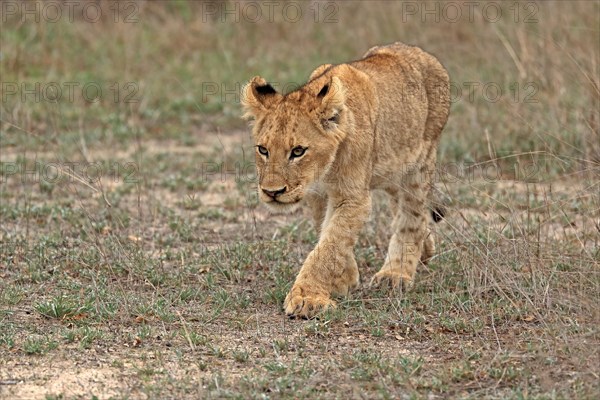 Lion (Panthera leo), young, stalking, alert, Sabi Sand Game Reserve, Kruger National Park, Kruger National Park, South Africa, Africa