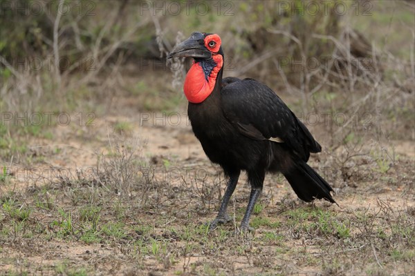 Southern ground hornbill (Bucorvus leadbeateri), adult, foraging, alert, Kruger National Park, Kruger National Park, South Africa, Africa