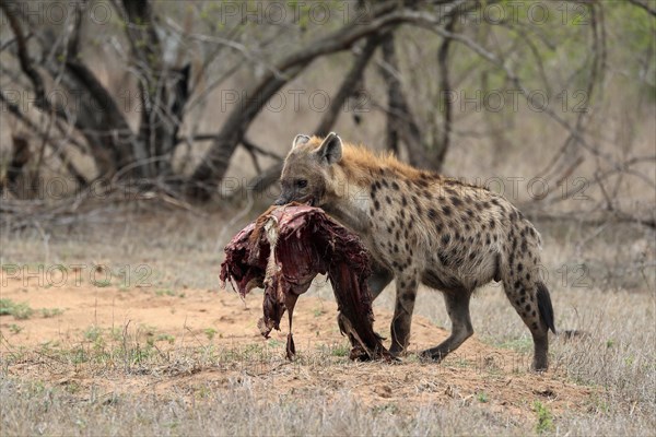 Spotted hyena (Crocuta crocuta), adult, with prey, carrying prey, running, Sabi Sand Game Reserve, Kruger National Park, Kruger National Park, South Africa, Africa