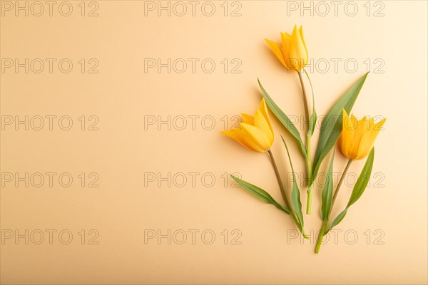 Orange tulip flowers on orange pastel background. top view, flat lay, copy space, still life. Beauty, spring, summer concept