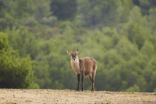 Waterbuck (Kobus defassa) in the dessert, captive, distribution Africa