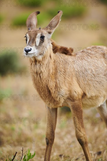 Roan Antelope (Hippotragus equinus) youngster in the dessert, captive, distribution Africa