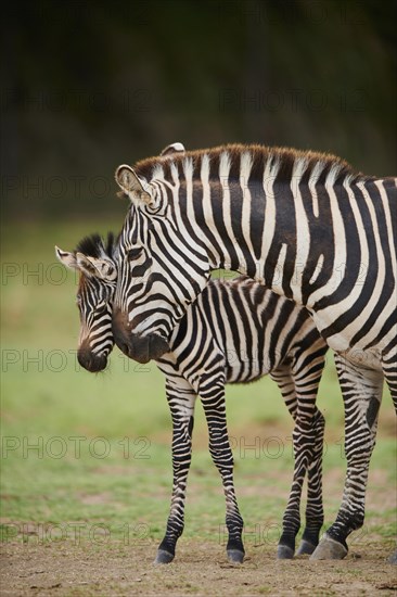 Plains zebra (Equus quagga) mother with foal in the dessert, captive, distribution Africa