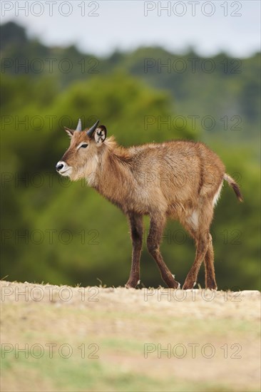 Waterbuck (Kobus defassa) in the dessert, captive, distribution Africa