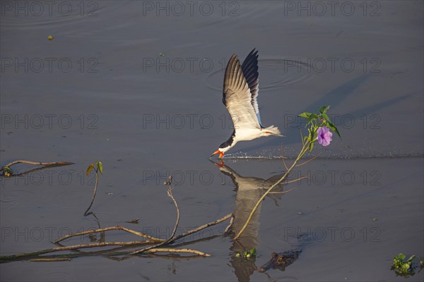 Black-mantled cranesbill (Rynchops nigra) Pantanal Brazil