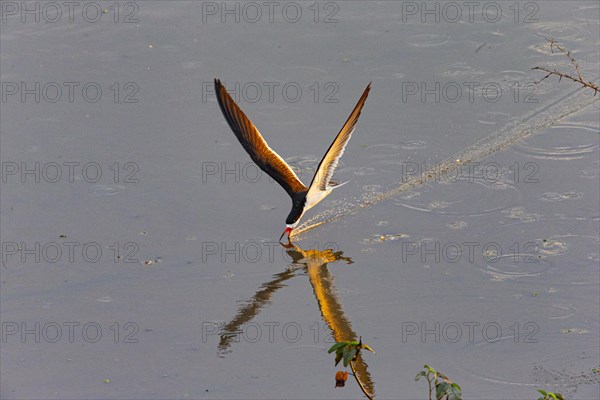 Black-mantled cranesbill (Rynchops nigra) Pantanal Brazil