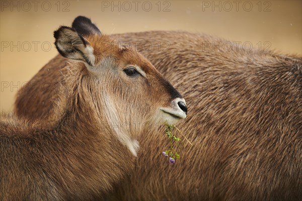 Waterbuck (Kobus defassa), portrait, captive, distribution Africa