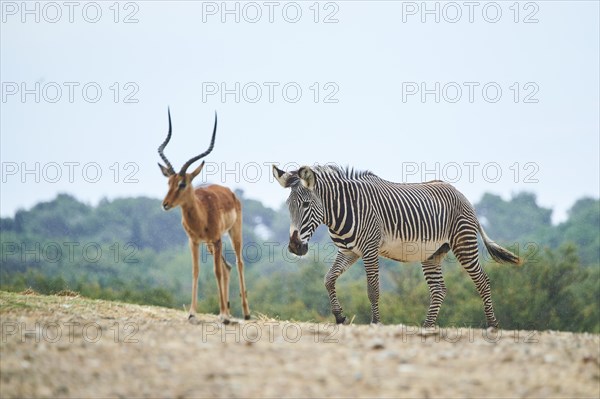 Plains zebra (Equus quagga) and Impala (Aepyceros melampus), buck in the dessert, captive, distribution Africa