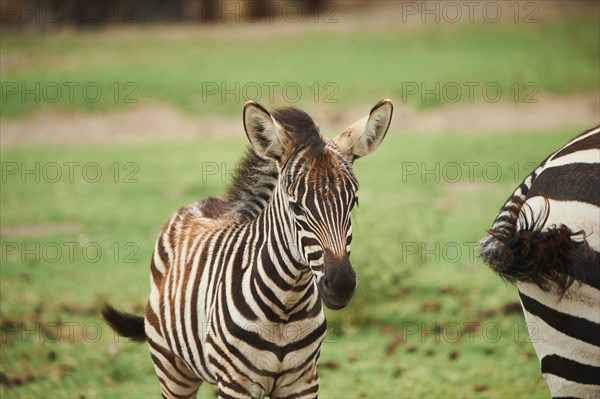 Plains zebra (Equus quagga) foal, portrait, captive, distribution Africa