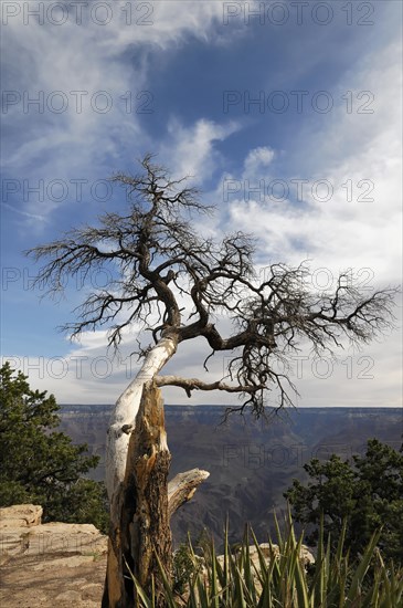 Tree at the crater rim, Grand Canyon, Arizona, USA, North America