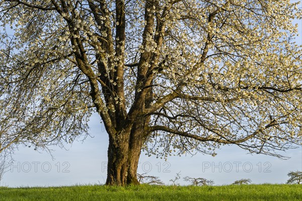 A single white blossoming fruit tree in a meadow in spring, partial view, the sky is blue, the sun is shining, it is evening. Between Neckargemuend and Wiesenbach, Rhine-Neckar district, Kleiner Odenwald, Baden-Wuerttemberg, Germany, Europe
