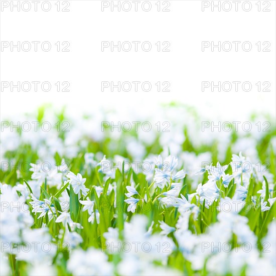 Blooming white Pushkinia (Puschkinia scilloides) or coneflowers in Lueneburg municipal park in spring, early bloomer, spring bloomer, close-up, macro shot with white area, copy space above, Lueneburg Heath, Lower Saxony, Germany, Europe