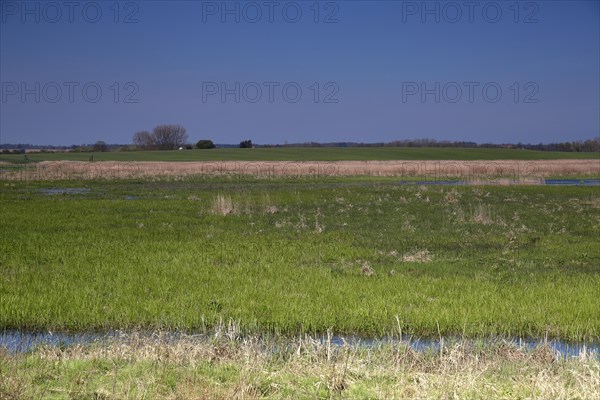 Wetland biotope in the Peene valley, waterlogged meadows, rare habitat for endangered plants and animals, Flusslandschaft Peenetal nature park Park, Mecklenburg-Western Pomerania, Germany, Europe