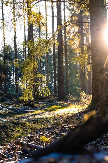 Diffuse light floods a coniferous forest on a quiet morning, Unterhaugstett, Black Forest, Germany, Europe