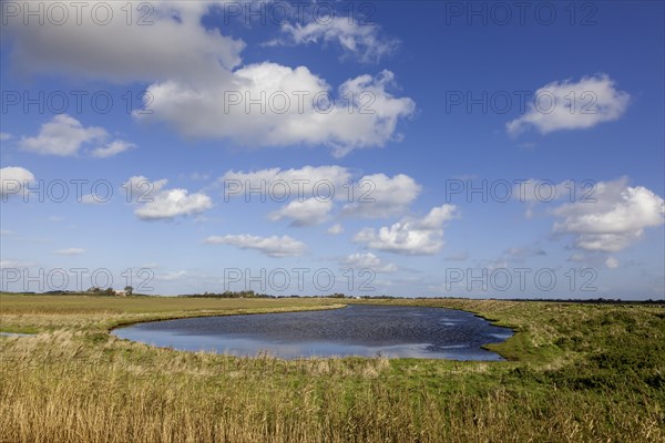 Landscape on the North Sea island of Texel, West Frisian island, province of North Holland, Netherlands