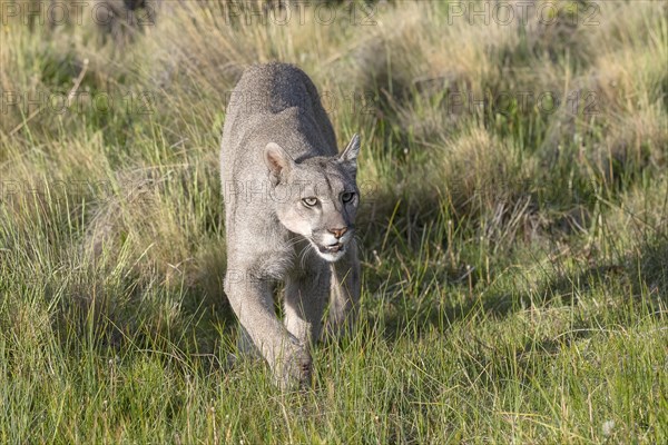 Cougar (Cougar concolor), silver lion, mountain lion, cougar, panther, small cat, Torres del Paine National Park, Patagonia, end of the world, Chile, South America