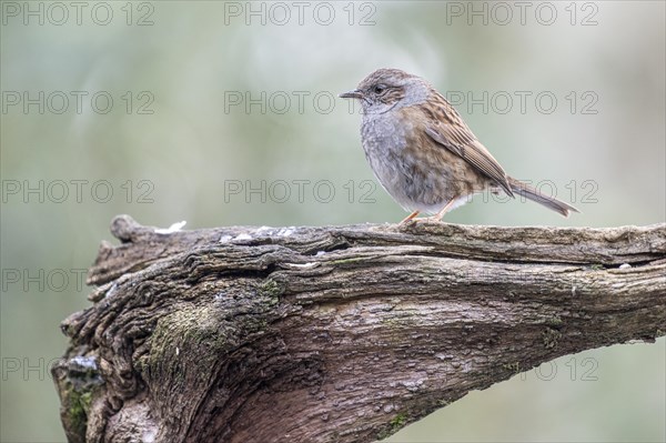 Dunnock (Prunella modularis), Emsland, Lower Saxony, Germany, Europe