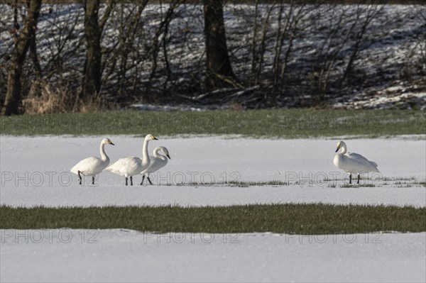 Whooper Swans (Cygnus cygnus) and tundra swans (Cygnus bewickii), Emsland, Lower Saxony, Germany, Europe