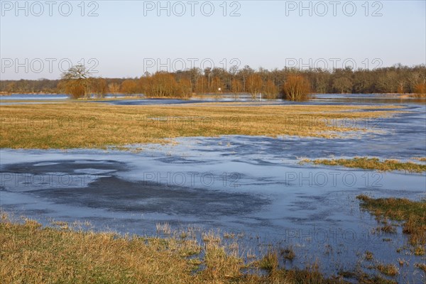 Winter floods 2024 on the Elbe and Mulde rivers with flooding of the meadows, ice on the meadows due to flooding in winter, high-pressure weather in winter, Middle Elbe Biosphere Reserve, Dessau-Rosslau, Saxony-Anhalt, Germany, Europe