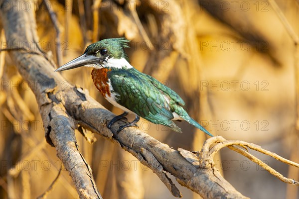 Amazon kingfisher (Chloroceryle amazona) Pantanal Brazil