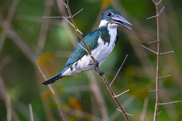 Amazon kingfisher (Chloroceryle amazona) Pantanal Brazil