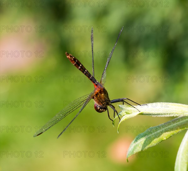 Ruddy darter (Sympetrum sanguineum), sexually mature male, sitting in obelisk position, obelisk position, obelisk position to reduce solar radiation, heat regulation in hot weather, on willow leaves (Salix) in the sun, dorsal view, Mecklenburg-Western Pomerania, Germany, Europe