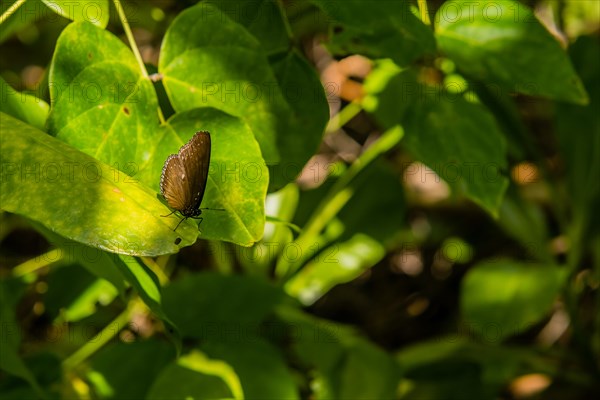 Closeup of black butterfly with white markings resting on the stem of a green plant