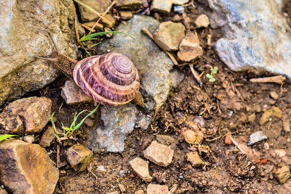 Snail crawling across rocks in nature park in Istanbul, Tuerkiye