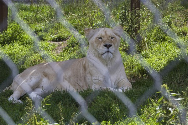 White Lion (Panthera leo) photographed in captivity through wire mesh fence, Quebec, Canada, North America