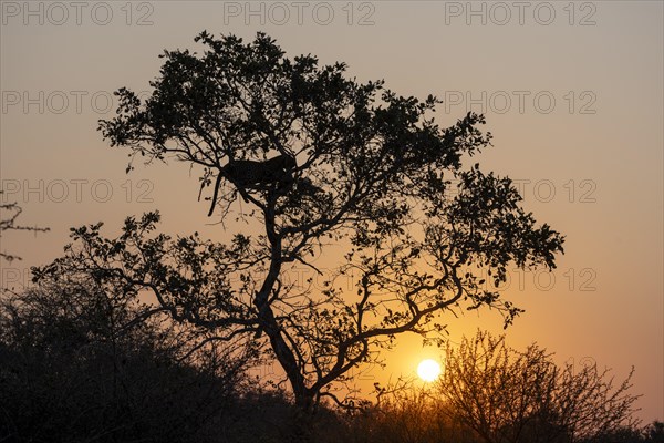 The silhouette of a leopard (Panthera pardus pardus) in a tree at sunset, near Lower Sabie Rest Camp, Kruger National Park, South Africa, Africa