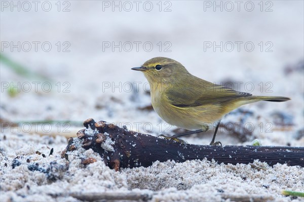 Chiffchaff, Heligoland