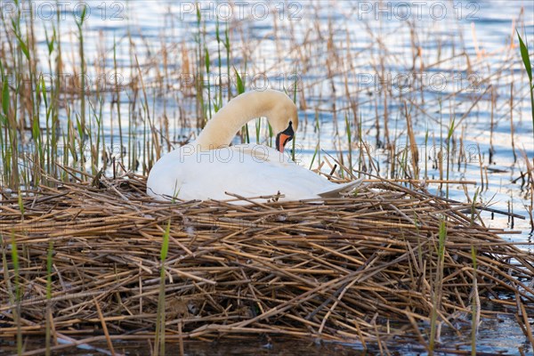 A Mute Swan (Cygnus olor) resting on a nest surrounded by reeds (Phragmites australis) or reeds on the bank of a water body, plumage care, nest made of reeds in a reed belt, reeds, in the Steinhuder Meer, Steinhuder Meer nature park Park, Lower Saxony, Germany, Europe