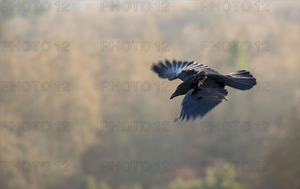 Raven crow (black morph of carrion crow) (Corvus corone), in flight with spread wings, wooded mountains in the background, illuminated by the sun, wiping effect, motion blur, Hesse, Germany, Europe