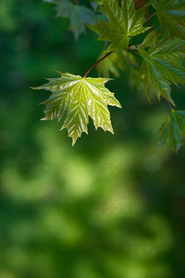 Norway maple (Acer platanoides) or Norway maple, young, freshly unfolded, shiny leaf in May, spring, spring, close-up, macro shot with blurred background, Lower Saxony, Germany, Europe