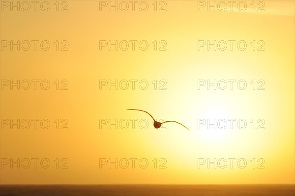 Seagull in the evening light, beach near Morro Bay, Pacific Ocean, California, USA, North America