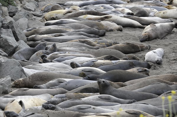 California sea lions, Adult and subadult male California sea lion (Zalophus californianus), Monterey Bay, Pacific Ocean, California, USA, North America