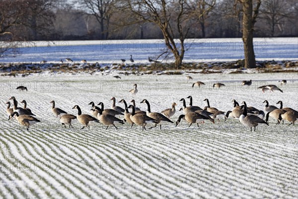 Canada geese (Branta canadensis) and greylag geese (Anser anser) search for food on a snow-covered field in winter, Schleswig-Holstein, Germany, Europe